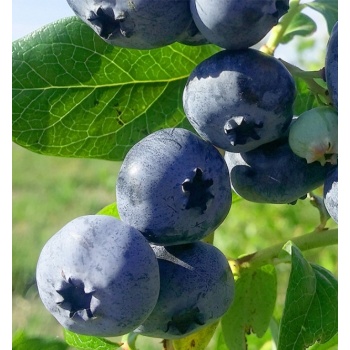 vaccinium corymbosum bluecrop.jpg