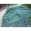 Blue Carpet.jpg
